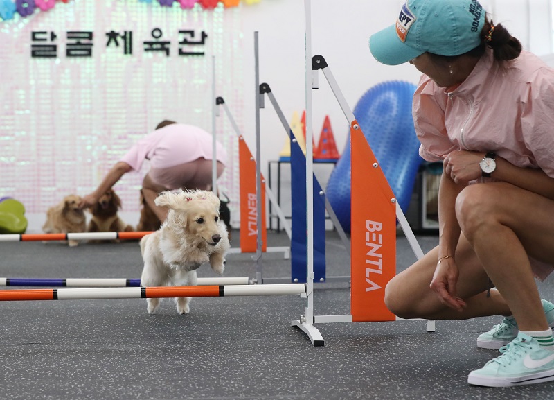 세계 개의 날을 이틀 앞둔 24일 오후 경기 오산시 외삼미동에 위치한 ‘달콤체육관’에서 애견인들이 반려견과 즐거운 시간을 보내고 있다. 2023.8.24. (ⓒ뉴스1, 무단 전재-재배포 금지)