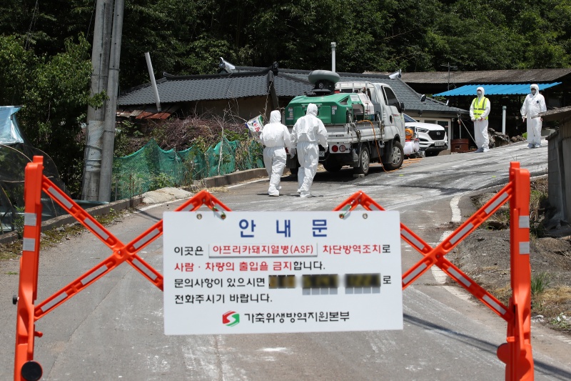 경북 영천시 화남면에 있는 대규모 돼지 사육농장에서 아프리카돼지열병(ASF)이 발생한 가운데 16일 가축위생방역지원본부 관계자들이 농장 출입을 통제한 채 방역을 강화하고 있다.(ⓒ뉴스1, 무단 전재-재배포 금지)