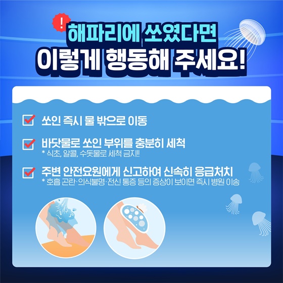노무라입깃해파리 특보 전남·강원 전체 해역까지 확대