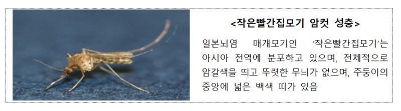 작은 빨간집모기 암컷 성충.(제공=질병관리청)