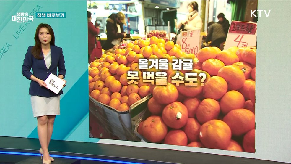 [정책 바로보기] 올겨울 ‘감귤대란’ 본격화? 팩트체크