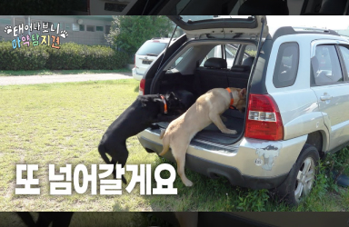 훈련, 또 넘어갈게요 [태어나 보니 마약탐지견 EP.4]