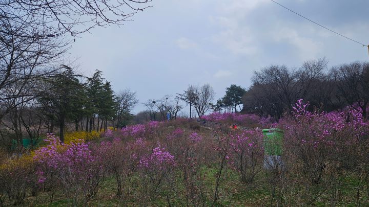원미산 진달래동산