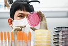 경기도 수원시 권선구 경기도보건환경연구원에서 감염병연구부 수인성질환팀 직원이 식중독균 배양검사를 하고 있다. 2024.8.29. (ⓒ뉴스1, 무단 전재-재배포 금지)