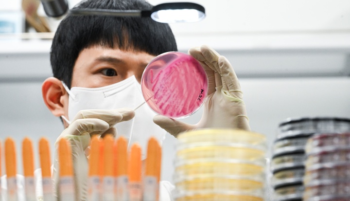 경기도 수원시 권선구 경기도보건환경연구원에서 감염병연구부 수인성질환팀 직원이 식중독균 배양검사를 하고 있다. 2024.8.29. (ⓒ뉴스1, 무단 전재-재배포 금지)