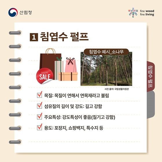 나무가 품은 하얀 캔버스의 비밀, 목재가 결정하는 종이의 차이!