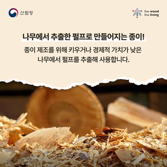 나무가 품은 하얀 캔버스의 비밀, 목재가 결정하는 종이의 차이!