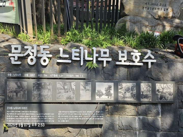 문정동 느티나무 보호수는 마을의 이정표 역할을 하면서 지금껏 건재하다.