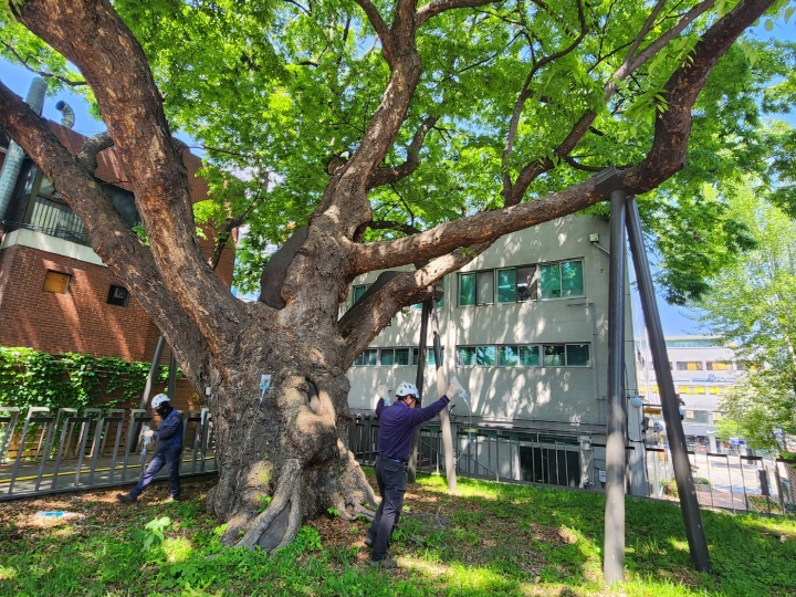 '2025년 지정 보호수 유지관리 사업'의 일환으로 느티나무를 살펴보고 있다.