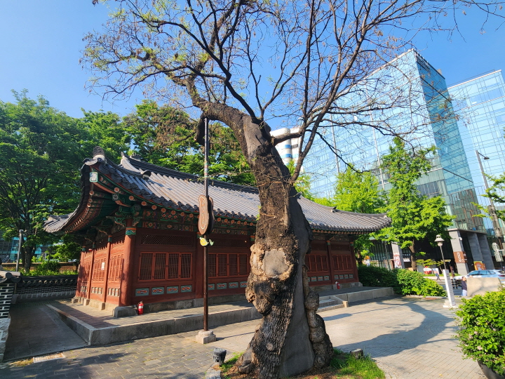 우정총국 앞마당에 있는 노거수, 회화나무