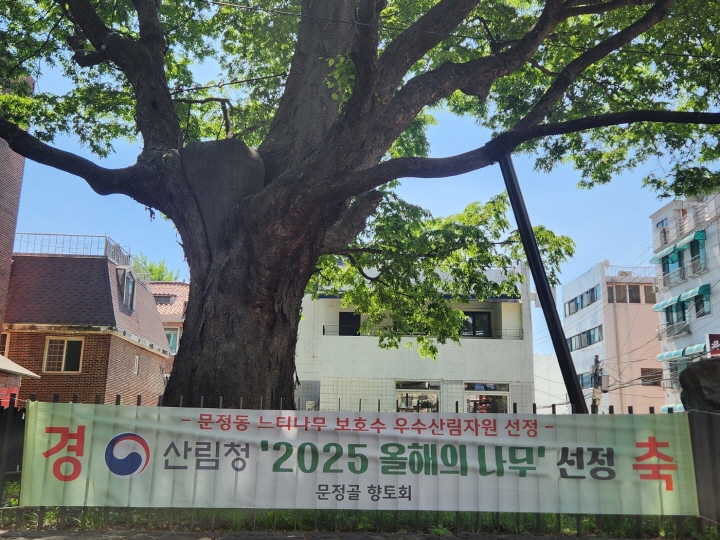 '2025 올해의 나무'로 선정된 문정1동주민센터 뒤편에 있는 느티나무