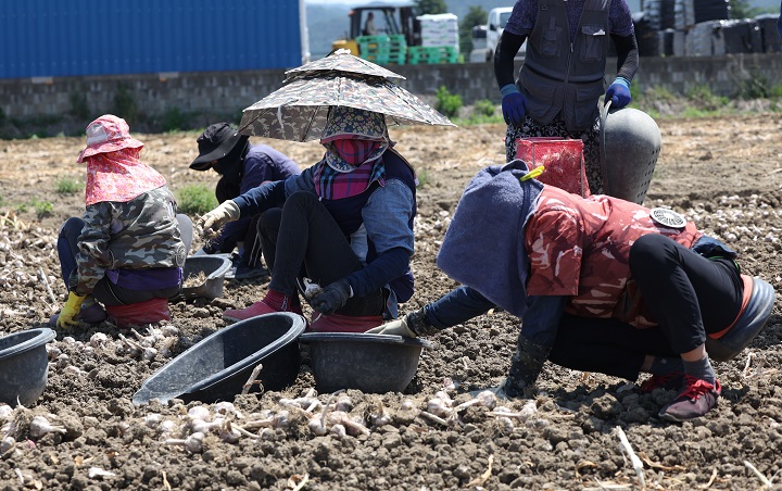 경남 창녕군 대지면 한 마늘 농가에서 외국인 계절 근로자와 한국인 농민이 마늘을 망에 담고 있다.2024.5.29(사진=저작권자(c) 연합뉴스, 무단 전재-재배포 금지)
