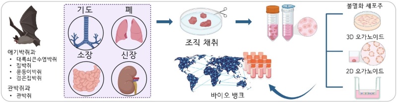 다종-다조직 박쥐 오가노이드 플랫폼 구축.(제공=과학기술정보통신부)