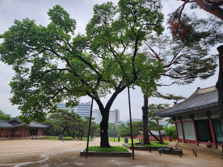 창경궁 경내를 거닐기 좋을 만큼 노거수가 많았다.