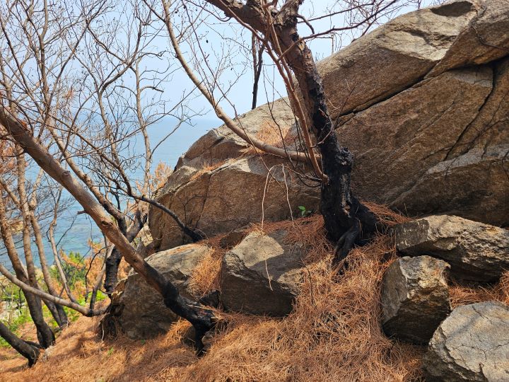 산불이 모두 진화된 지 시간이 꽤 흘렀지만, 아직 산불의 피해를 복구하기 위해서는 많은 시간이 필요해 보였다. 회복이 불가능한 나무를 정리하고, 파손된 산책로와 관광지 복원이 시작조차 되지 않은 곳도 많았다.
