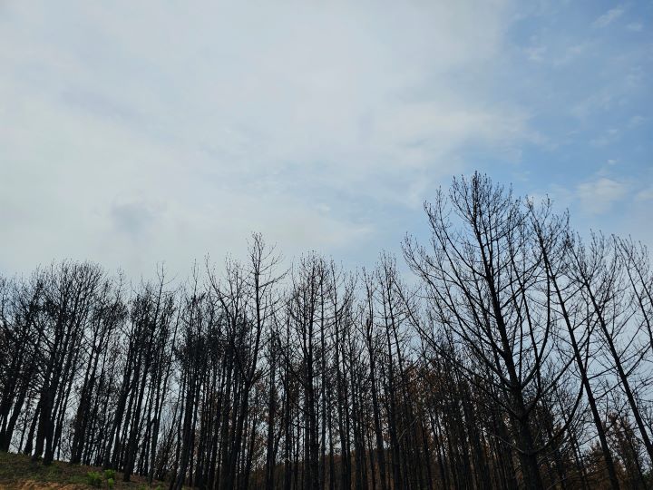얼핏 보면 알아채지 못할 만큼 크게 자란 나무들. 하지만 자세히 보면 대부분의 나무가 검게 그을려있었고, 적지 않은 나무가 이미 타버려 순차적으로 벌목을 해야 하는 수준이라고 한다.