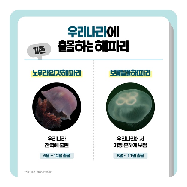 해변가에 나타난 풍선? 만지면 큰일나요!