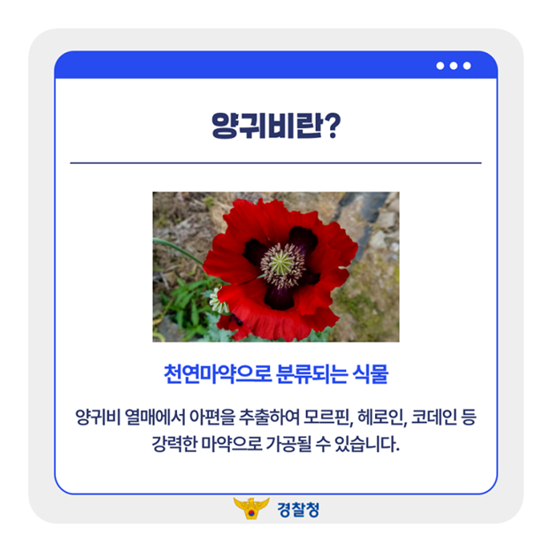 예뻐서 키웠는데, 마약이었다?!