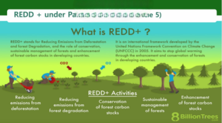 REED+ 활동 5요소 : 벌채 방지, 산림 황폐화 억제, 산림 내 탄소 저장량 유지, 지속 가능한 산림경영, 조림 복원 등을 통한 탄소 흡수원 확대