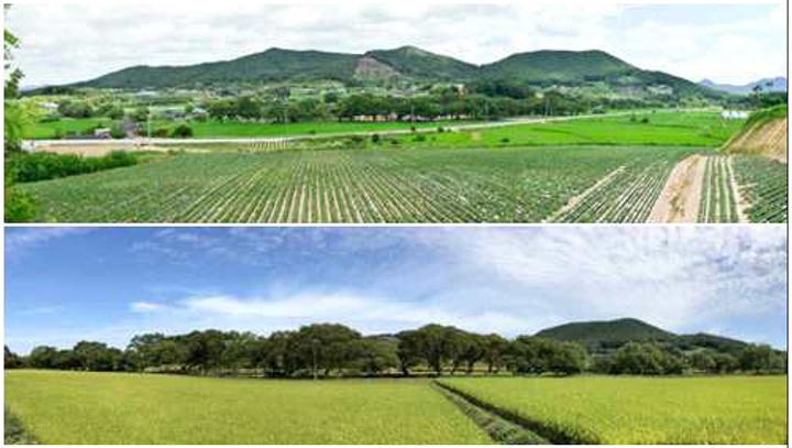 고창 삼태마을숲 전경 (제공=국가유산청)