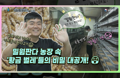 [ 농브스농담 17화 청년 곤충 농부] 이게 다 돈?! 밀웜판다 농장 속 '황금 벌레'들의 비밀 대공개!