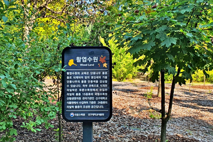 단풍나무를 감상할 수 있는 활엽수원.