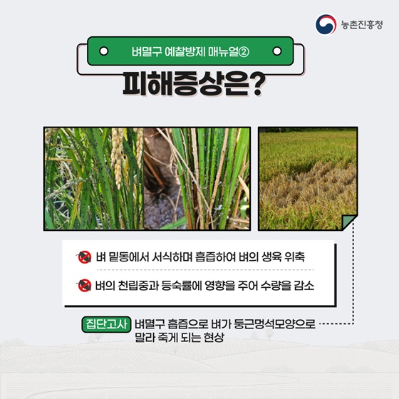 벼멸구 예방을 위한 농업인 준수사항