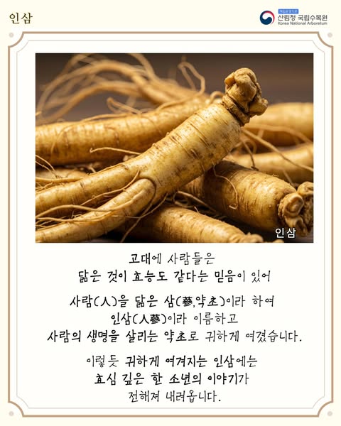 이야기로 풀어보는 식물이야기「인삼」
