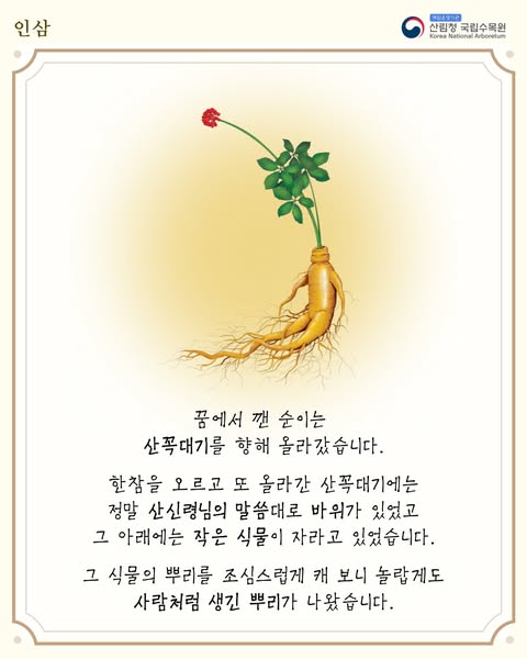 이야기로 풀어보는 식물이야기「인삼」