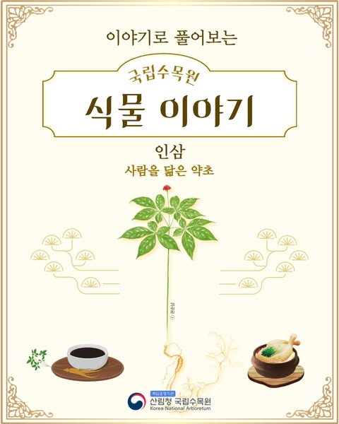 이야기로 풀어보는 식물이야기「인삼」