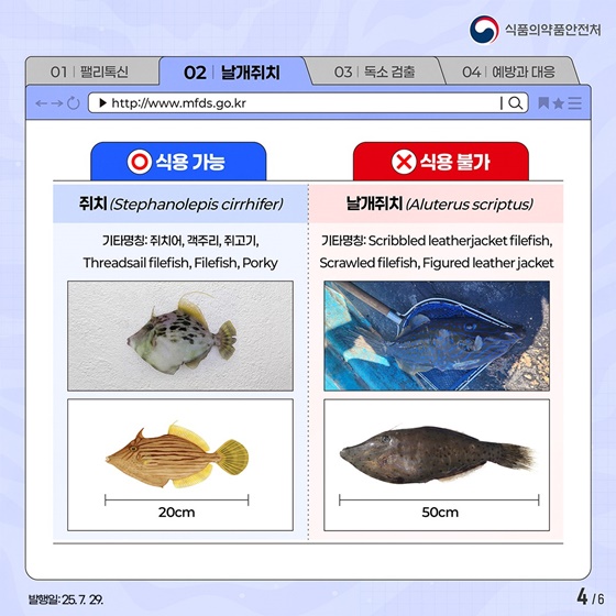 기후변화가 부른 낯선 위험: 날개쥐치와 맹독 팰리톡신