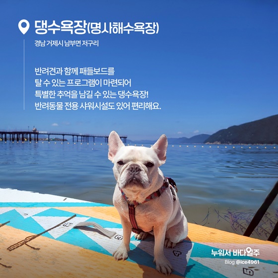 소중한 가족과 함께, 반려동물 전용 해수욕장