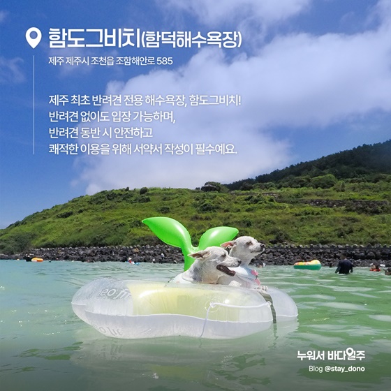 소중한 가족과 함께, 반려동물 전용 해수욕장