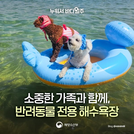 소중한 가족과 함께, 반려동물 전용 해수욕장