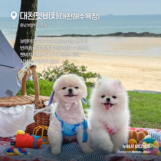 소중한 가족과 함께, 반려동물 전용 해수욕장