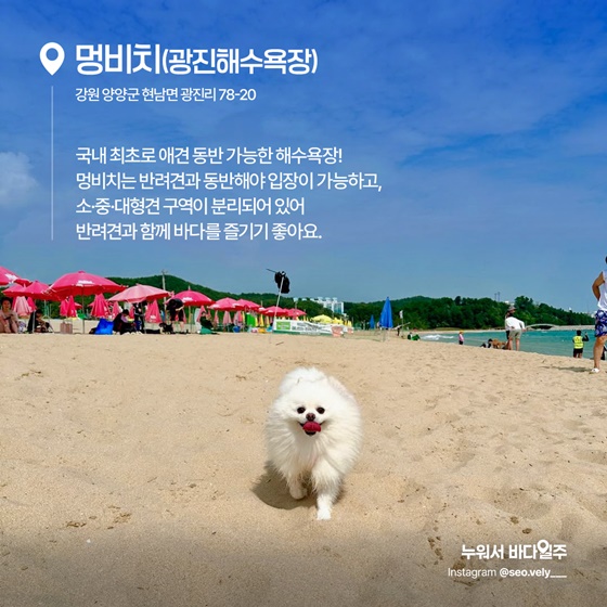 소중한 가족과 함께, 반려동물 전용 해수욕장