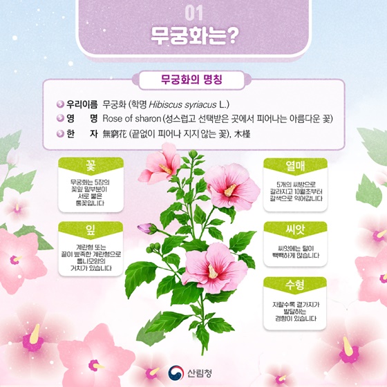 피고지고 또 피는 끈기의 상징 나라꽃 무궁화