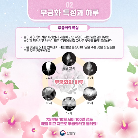 피고지고 또 피는 끈기의 상징 나라꽃 무궁화