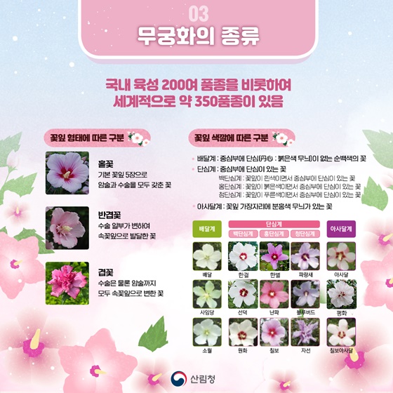피고지고 또 피는 끈기의 상징 나라꽃 무궁화