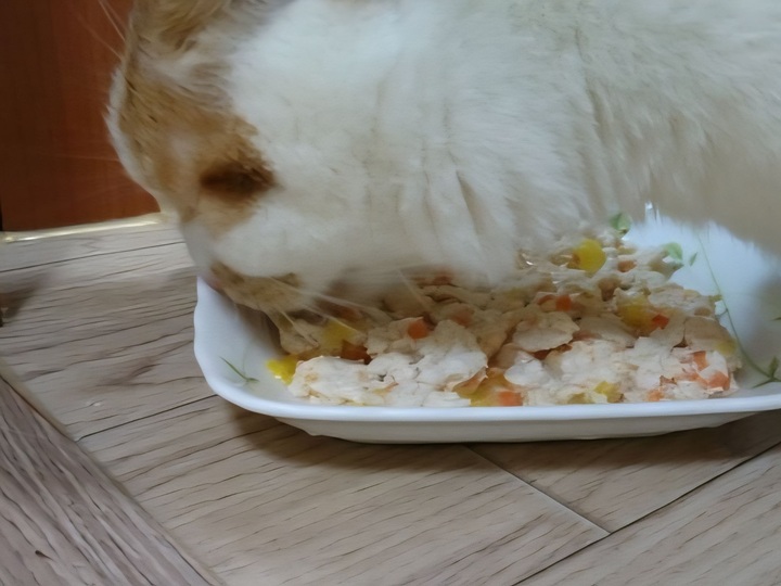 닭고기 완자탕을 맛있게 먹고 있는 반려묘 꼬맹이.