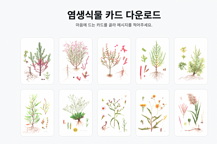 세밀화로 담아낸 염생식물의 섬세한 아름다움. (출처=하이 블루카본 누리집)