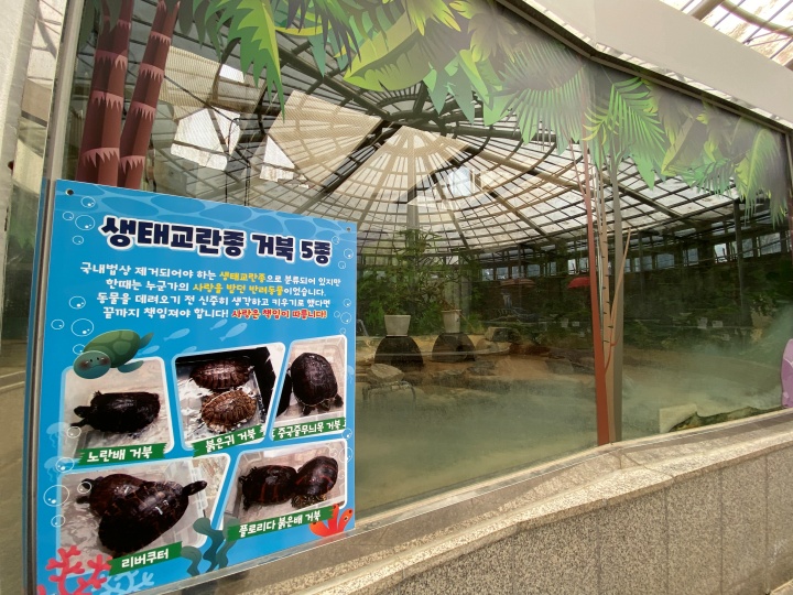 거북이가 살고 있는 우리 앞에 '생태교란종 거북 5종'이라 적혀있다.