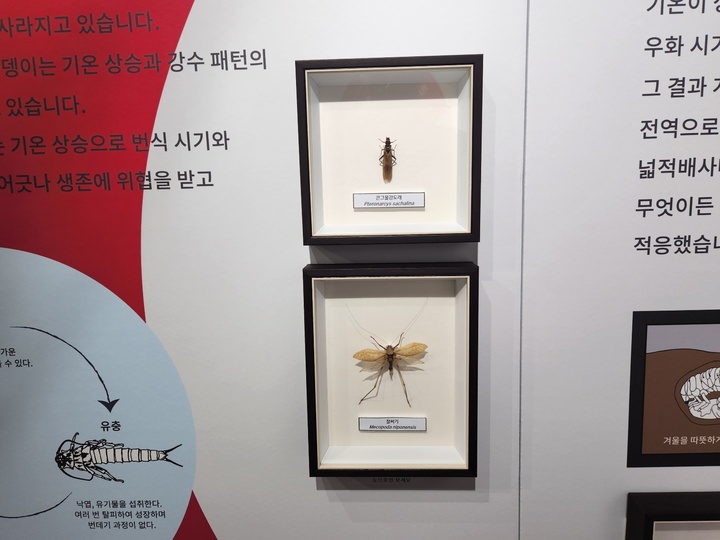 기후변화로 생존 위기를 겪는 철써기와 큰그물강도래.