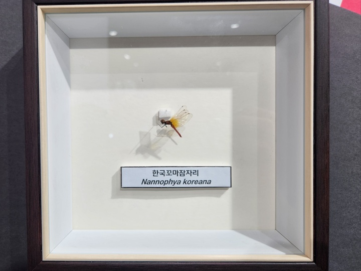한국 고유종인 한국꼬마잠자리