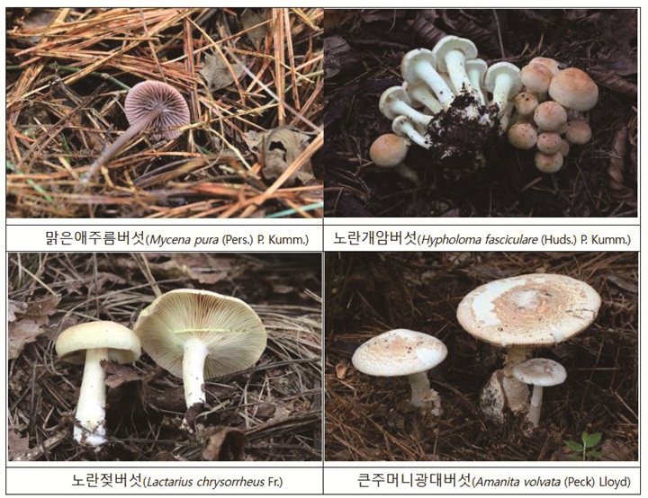 가을철 발생 빈도가 높은 대표적인 독버섯들. (왼쪽 위부터 시계방향) 맑은애주름버섯, 노란개암버섯, 노란젖버섯, 큰주머니광대버섯. 사진 농촌진흥청