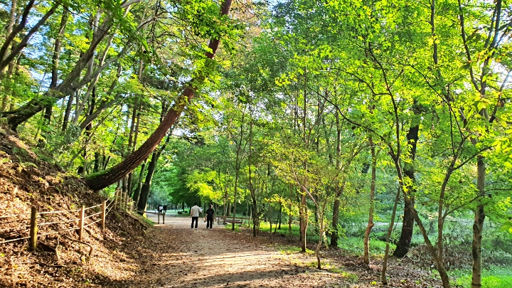 가을 햇살 아래 삼릉 숲길을 따라 여유롭게 걸었다.
