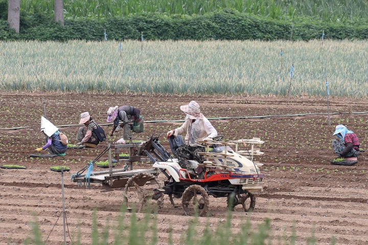 비 소식을 앞두고 흐린 가운데 찜통더위가 계속된 3일 경북 경산시 한 들녘에서 농민들이 부지런히 배추 모종을 심고 있다. 볕이 좋은 여름철 재배하는 배추는 가을보다 열흘 정도 빠른 60일 이후부터 수확할 수 있다고 한다. 2025.8.3. (ⓒ뉴스1, 무단 전재-재배포 금지)