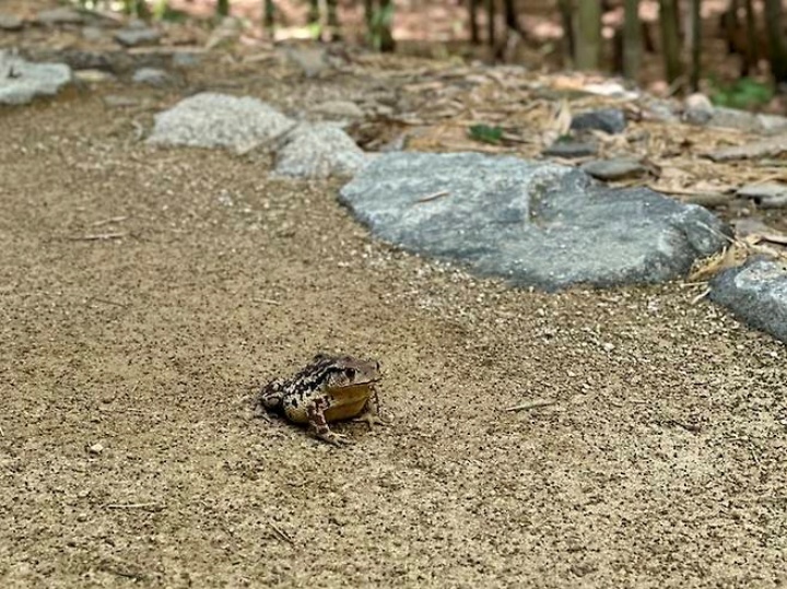 반구대 암각화로 가는 길에 만난 두꺼비.