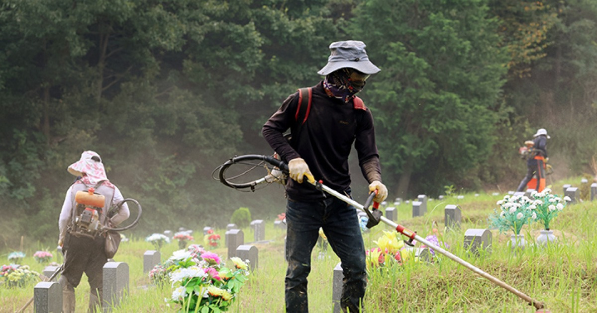 추석을 보름 앞둔 지난해 9월 2일 광주 북구 시립묘지에서 관계자들이 벌초하고 있다. 2024.9.2(사진=저작권자(c) 연합뉴스, 무단 전재-재배포 금지)