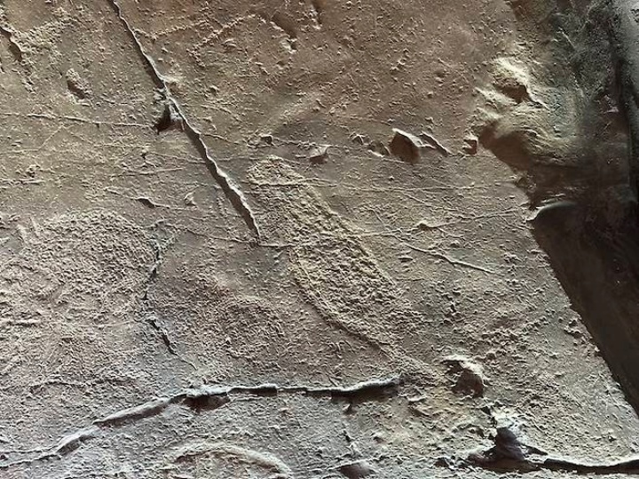 반구대 암각화에 새겨진 향고래.